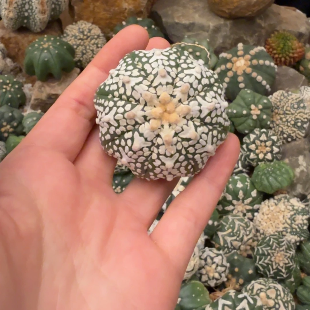 海星v哈哈哈哈哈哈哈