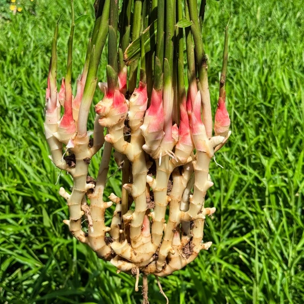开州铁桥镇花山村特产竹根姜 嫩姜新鲜带泥发货 适合泡酸菜包邮