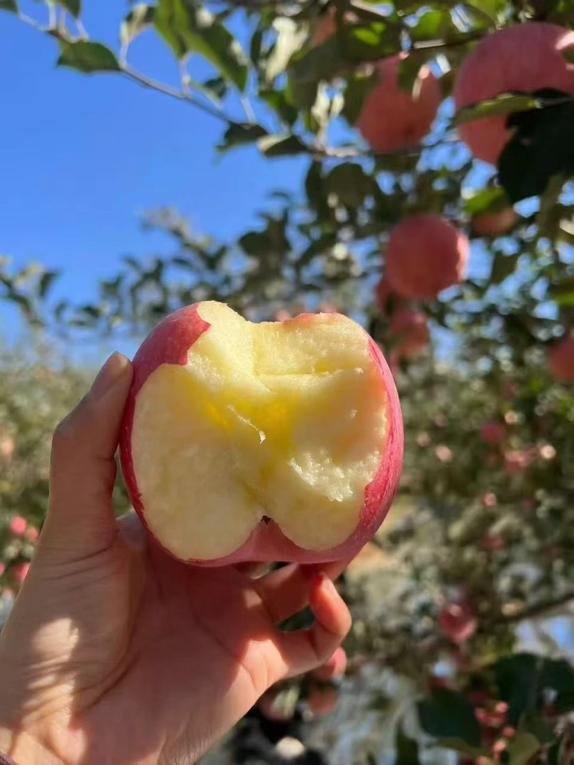 正宗陕西富士苹果新鲜水果原产地直发脆甜多汁包邮