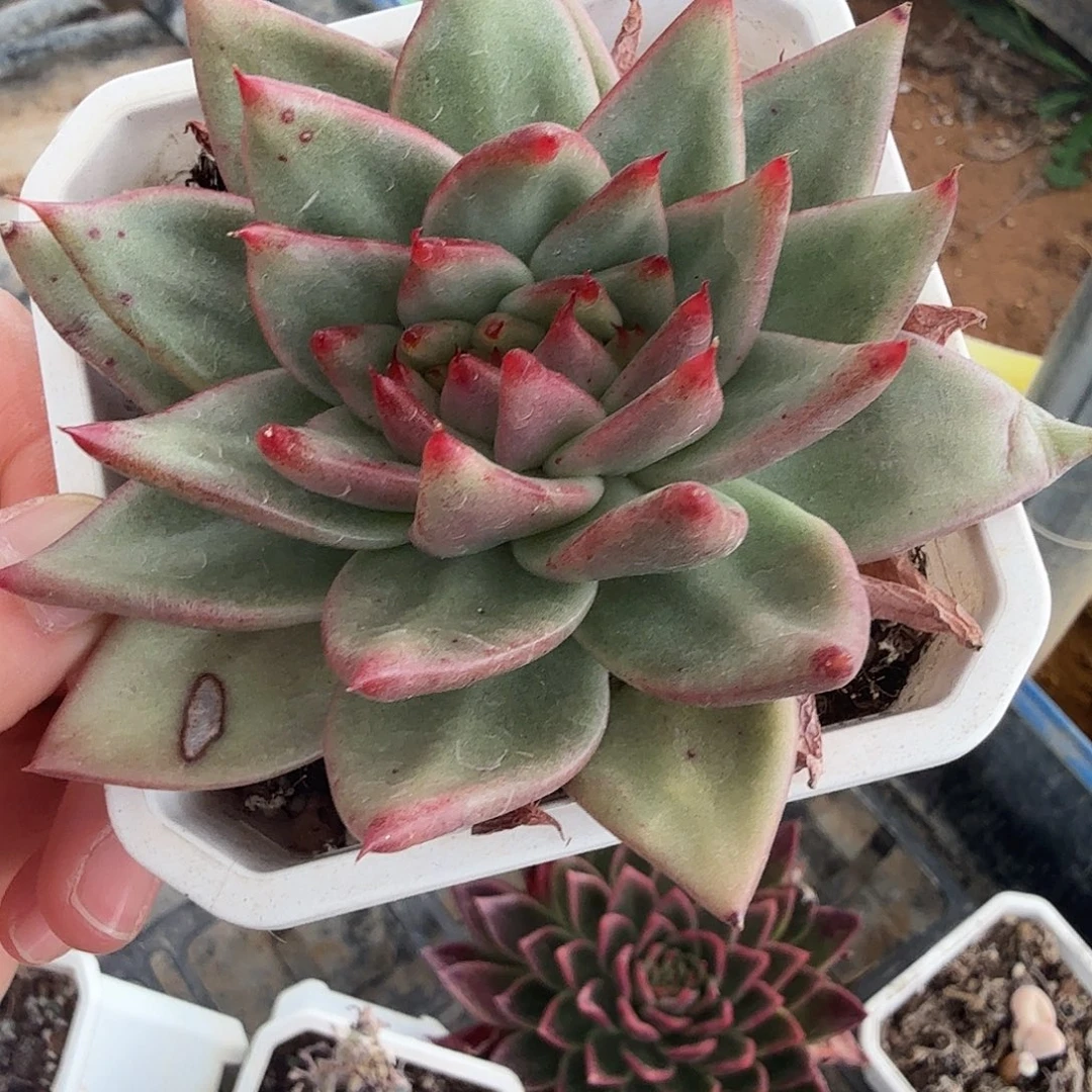 柠***肉东云缀，带锦基因绿菜