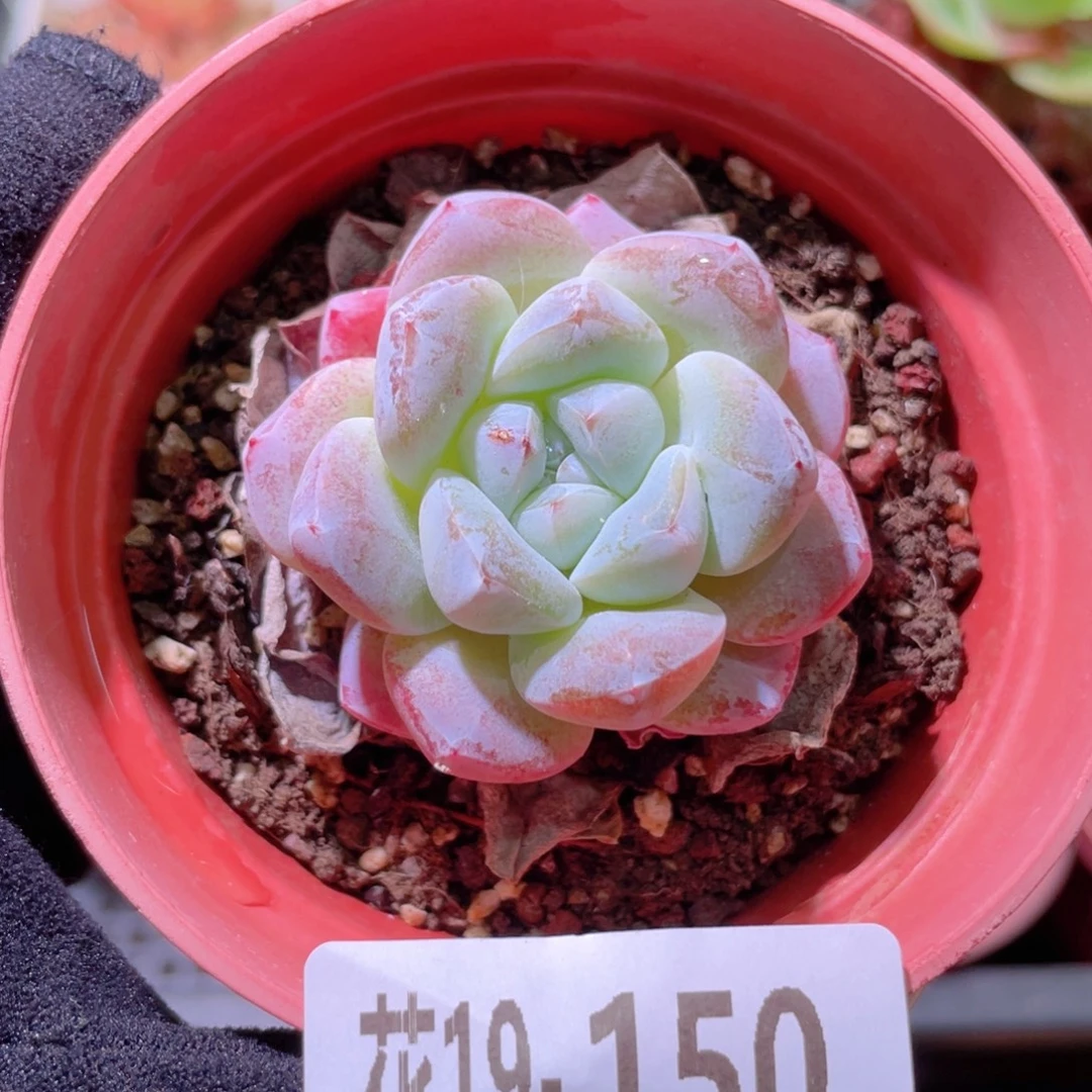 花利美19-150冰玉