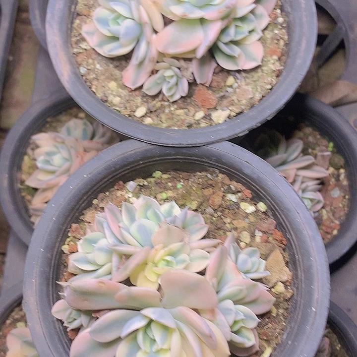 鲁氏锦5头发货脱土