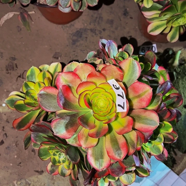 977奶白宽锦多肉植物处理不售后