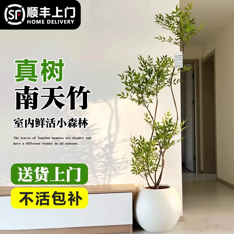 大型南天竺老桩两旁高级感大型盆栽植物绿植盆栽室内