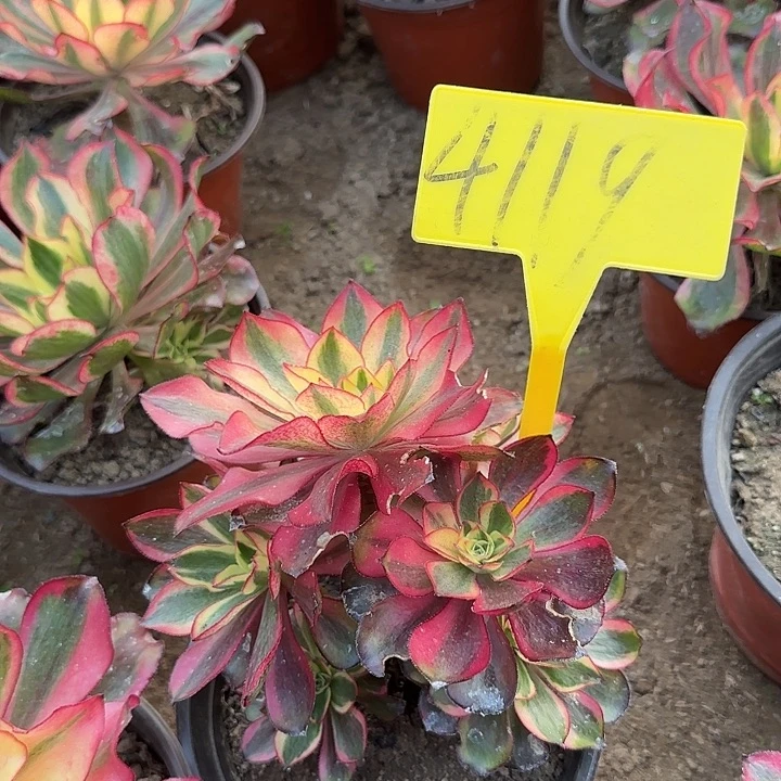 4119---多头多肉植物多头