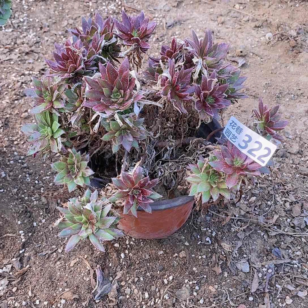 322 号一物一拍多肉植物