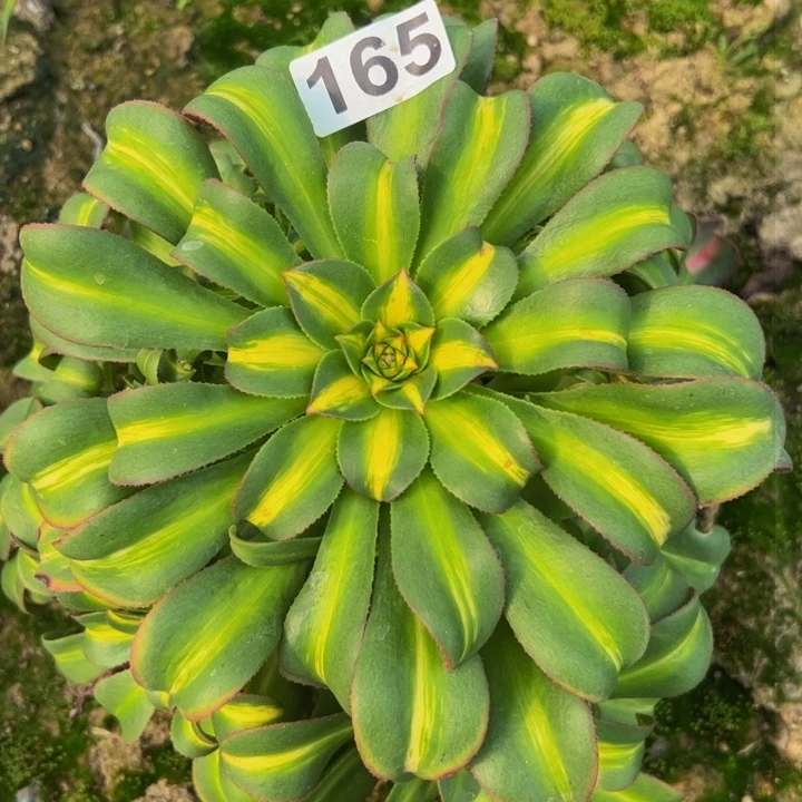 165多肉植物法师