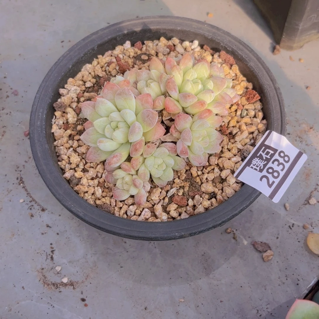 杂多肉植物哦2838