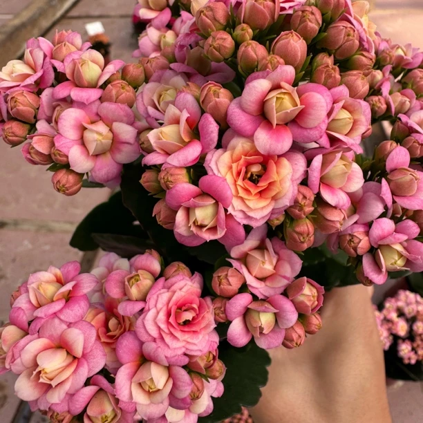 【玲珑】长寿花渐变色110盆