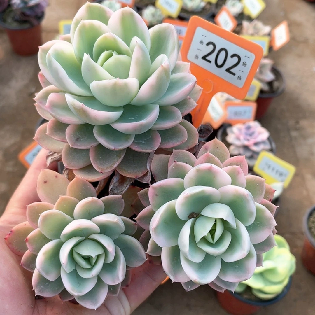 【闪购商品】202号