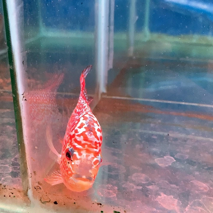 ****哥罗汉鱼火凤20号88888888