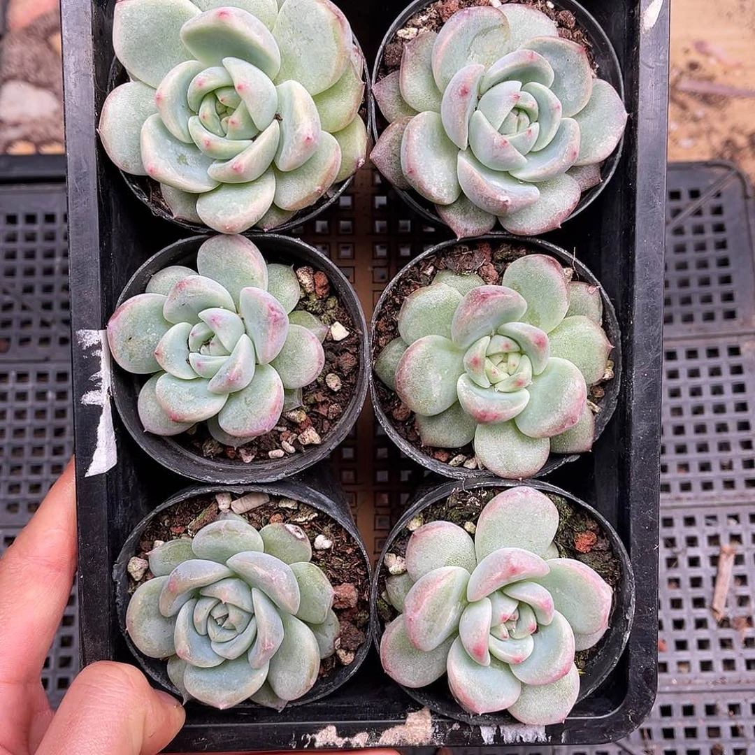 多肉一物一拍23-163