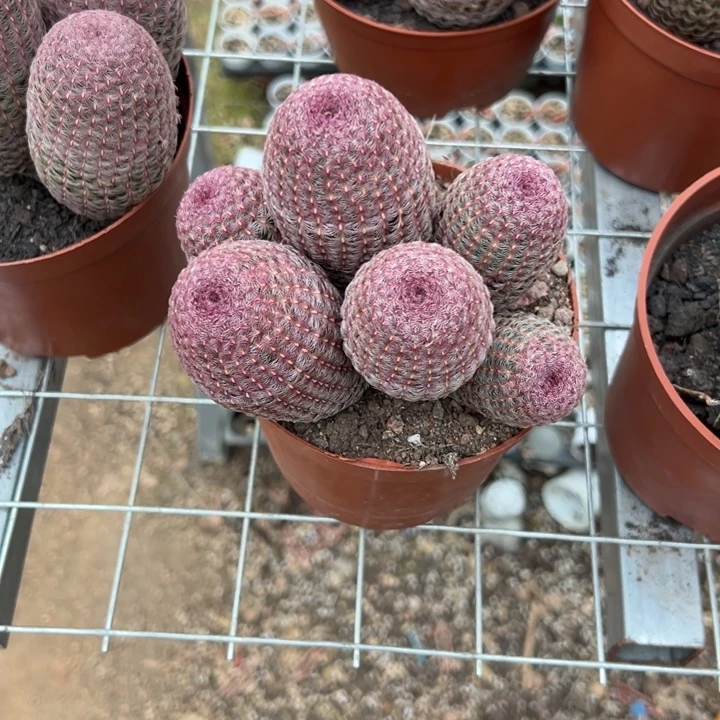 心***韵吉祥如意等名家名作