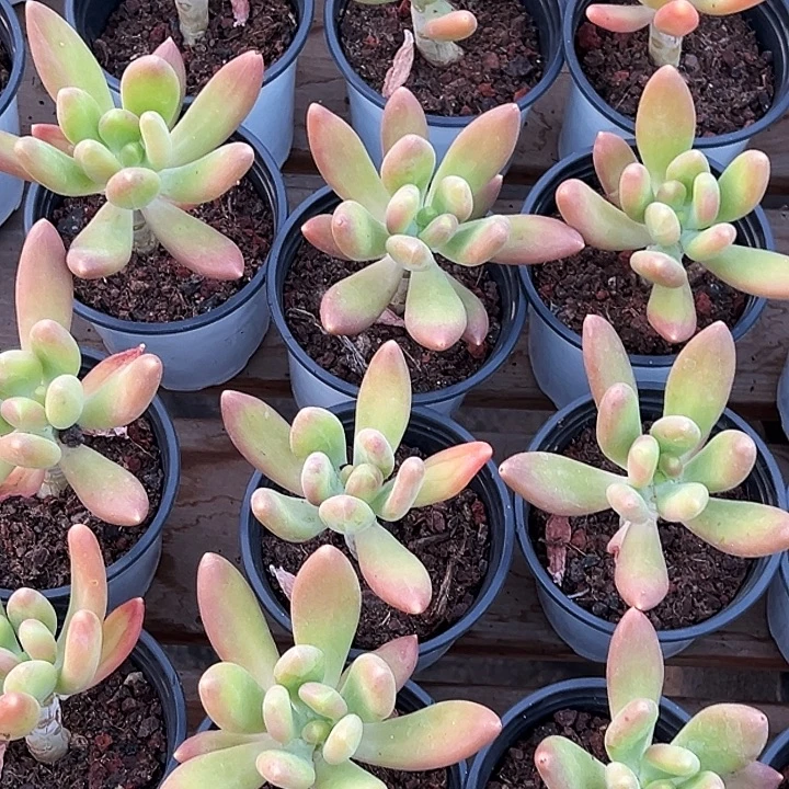 团  066   金蝉  福利