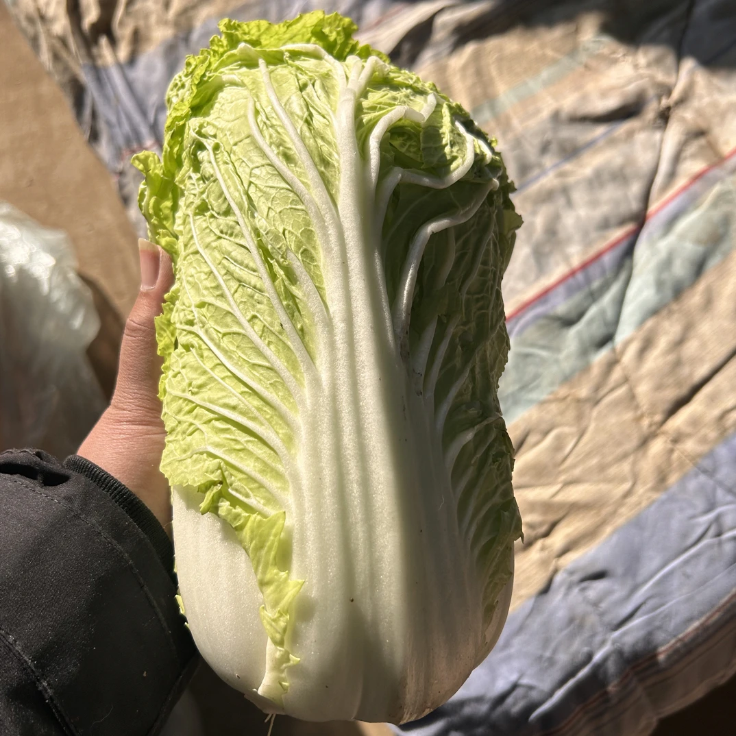 新鲜现发黄心大白菜到手±2两白菜