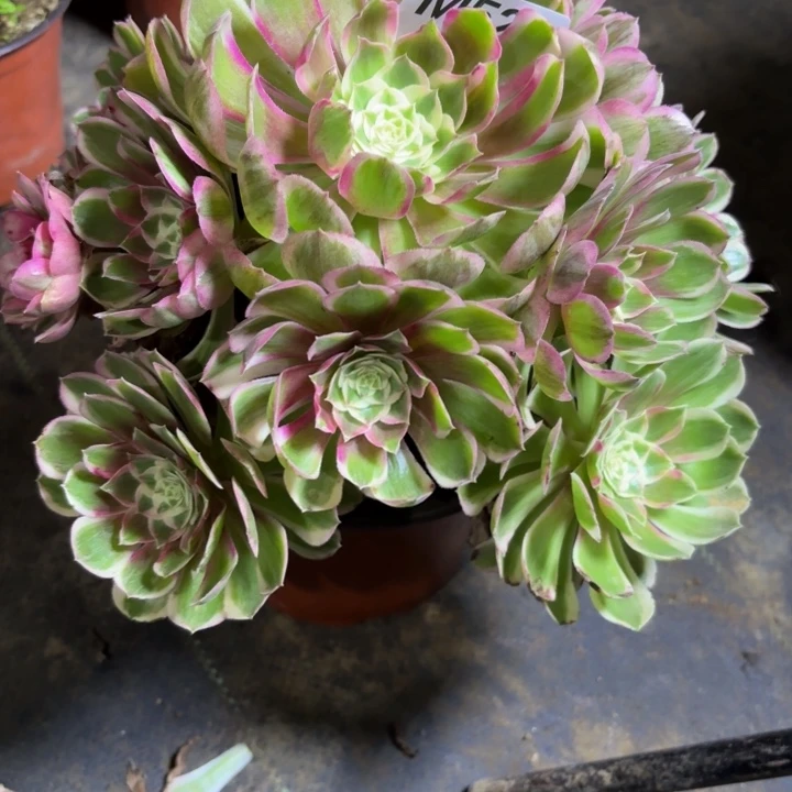 瑞妈，，。。。。。。526孔雀翎，