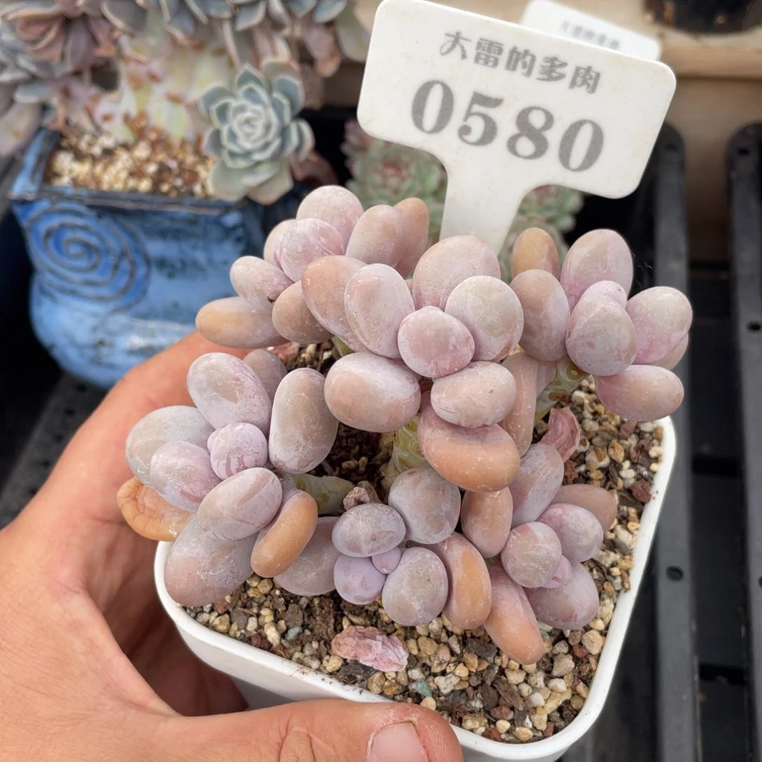 0580奶酪不带盆10厘米