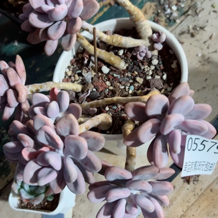 幸运的是我还在努力地生活的