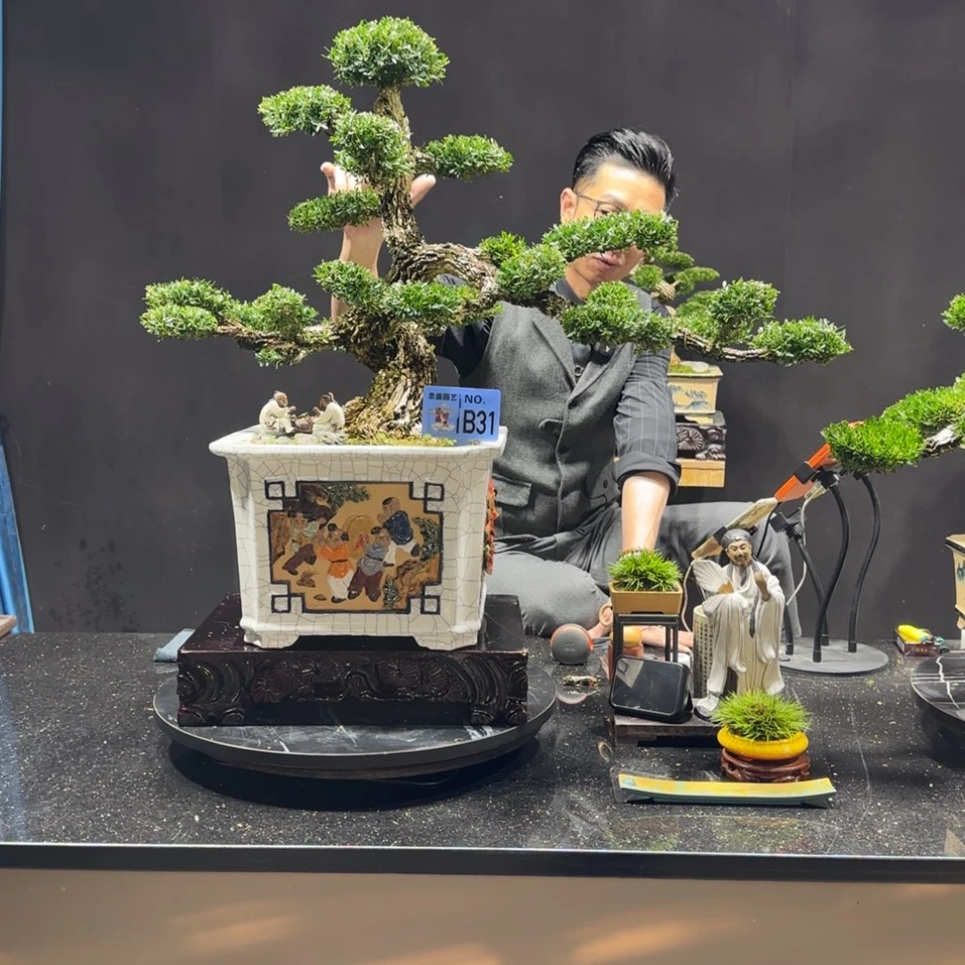 以实际为准黄杨室内室外盆景艺术