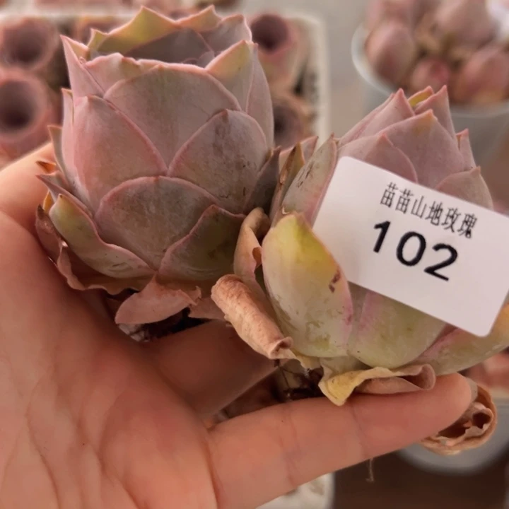 1***九山地玫瑰多肉植物山地玫瑰102