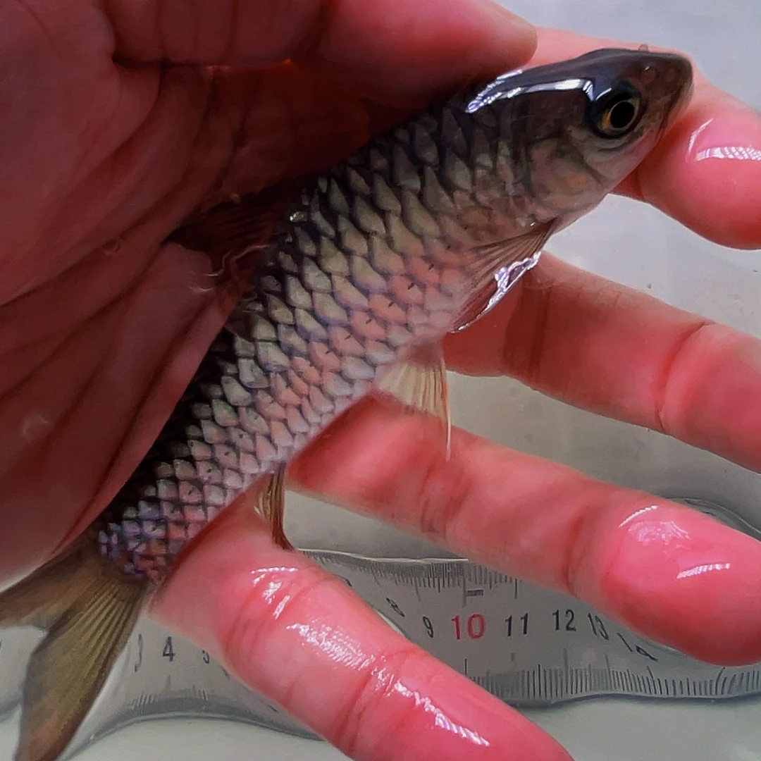 吉罗鱼北马红丘13.9cm