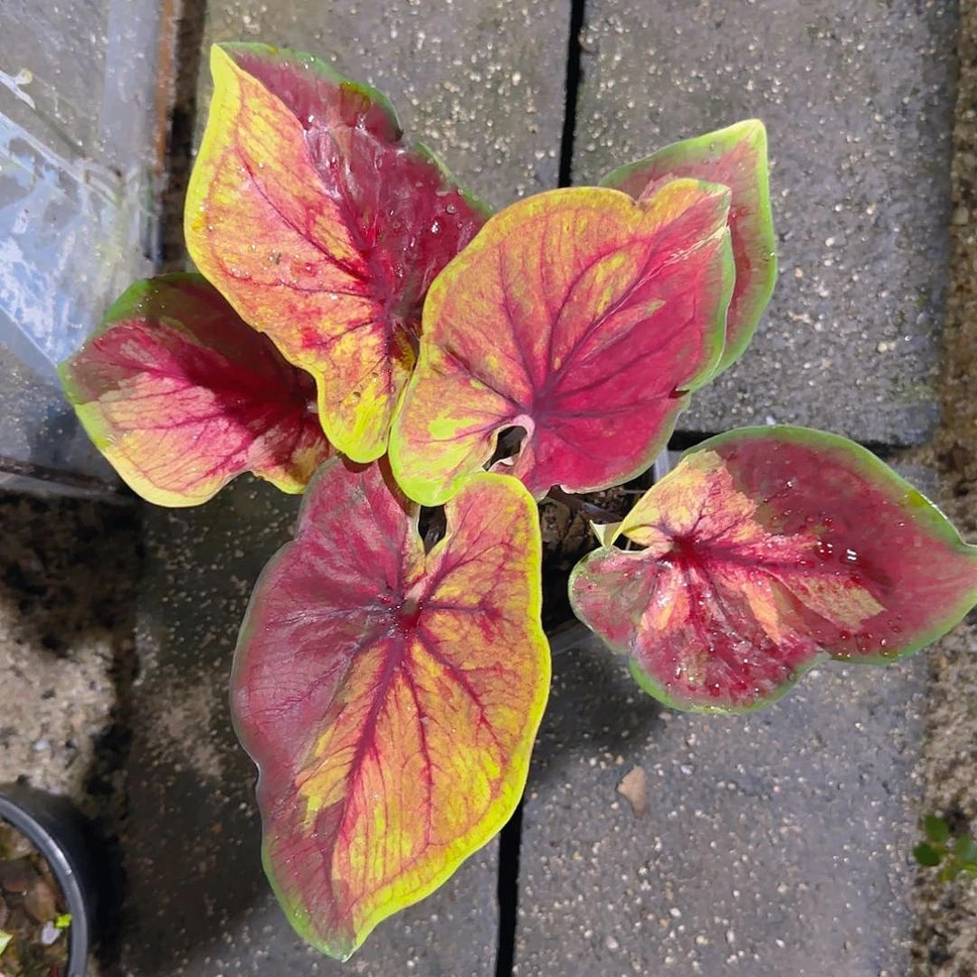 123-0617泰国发货多肉