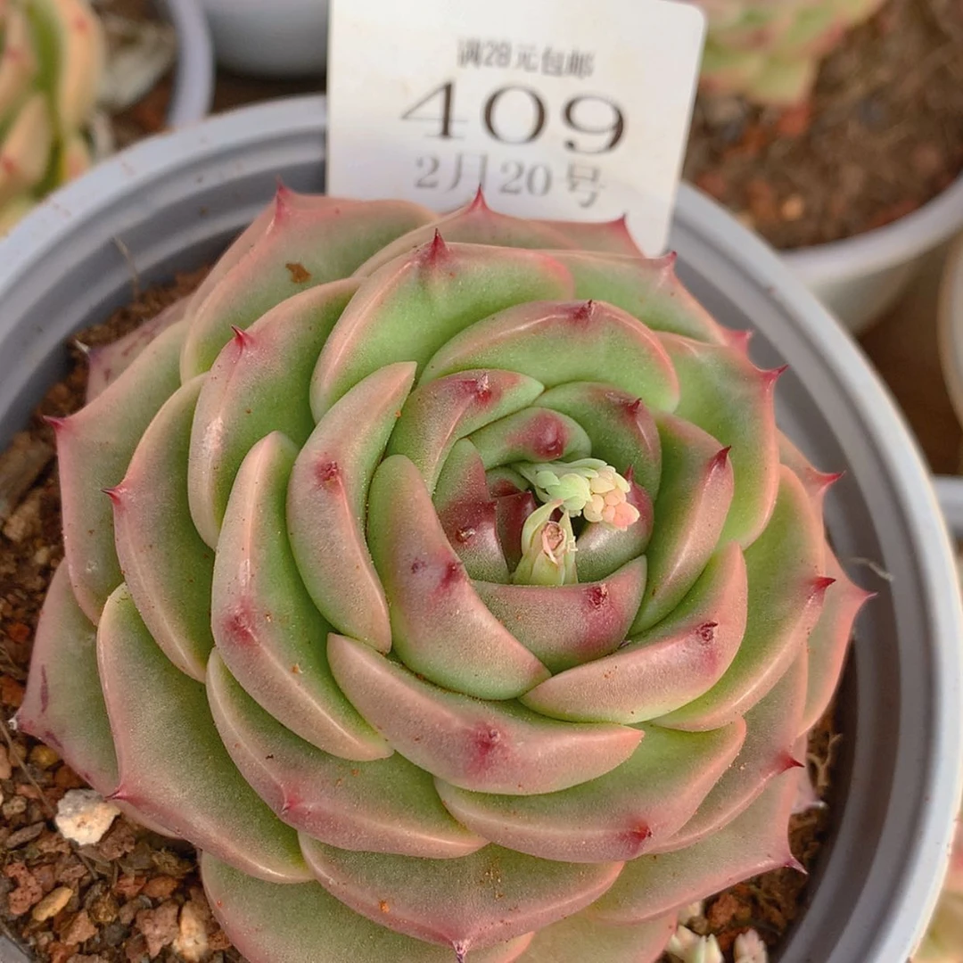 【闪购商品】云409