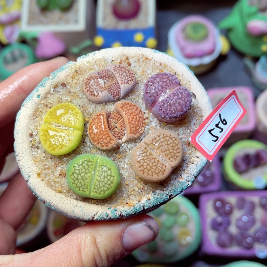 556生石花带盆发