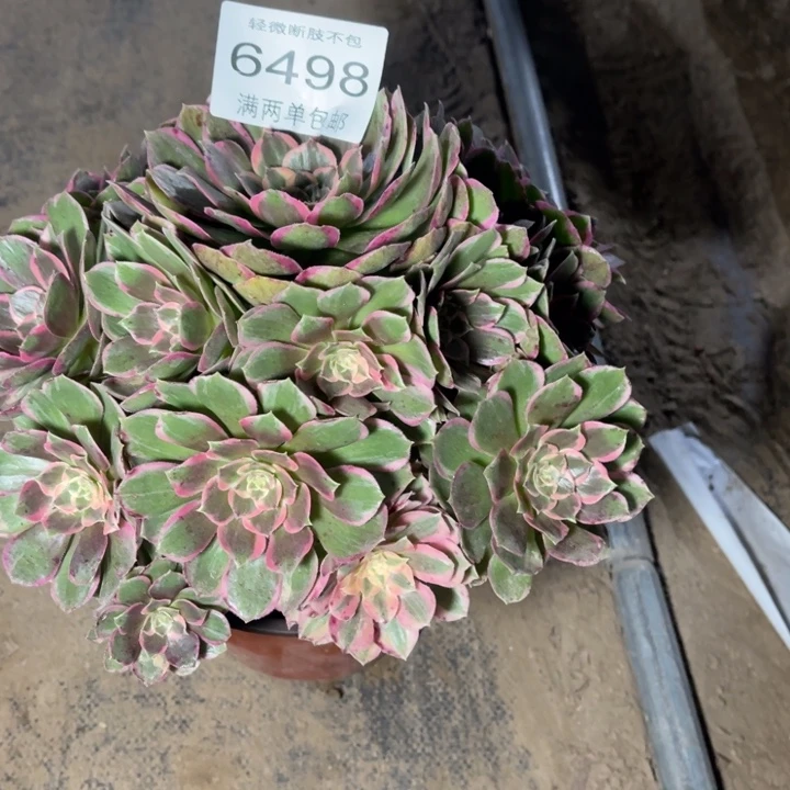 6498粉花妖多肉的的