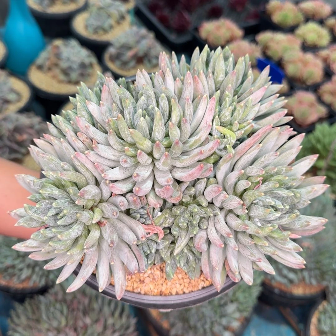 从前慢多肉编号炫彩星大群