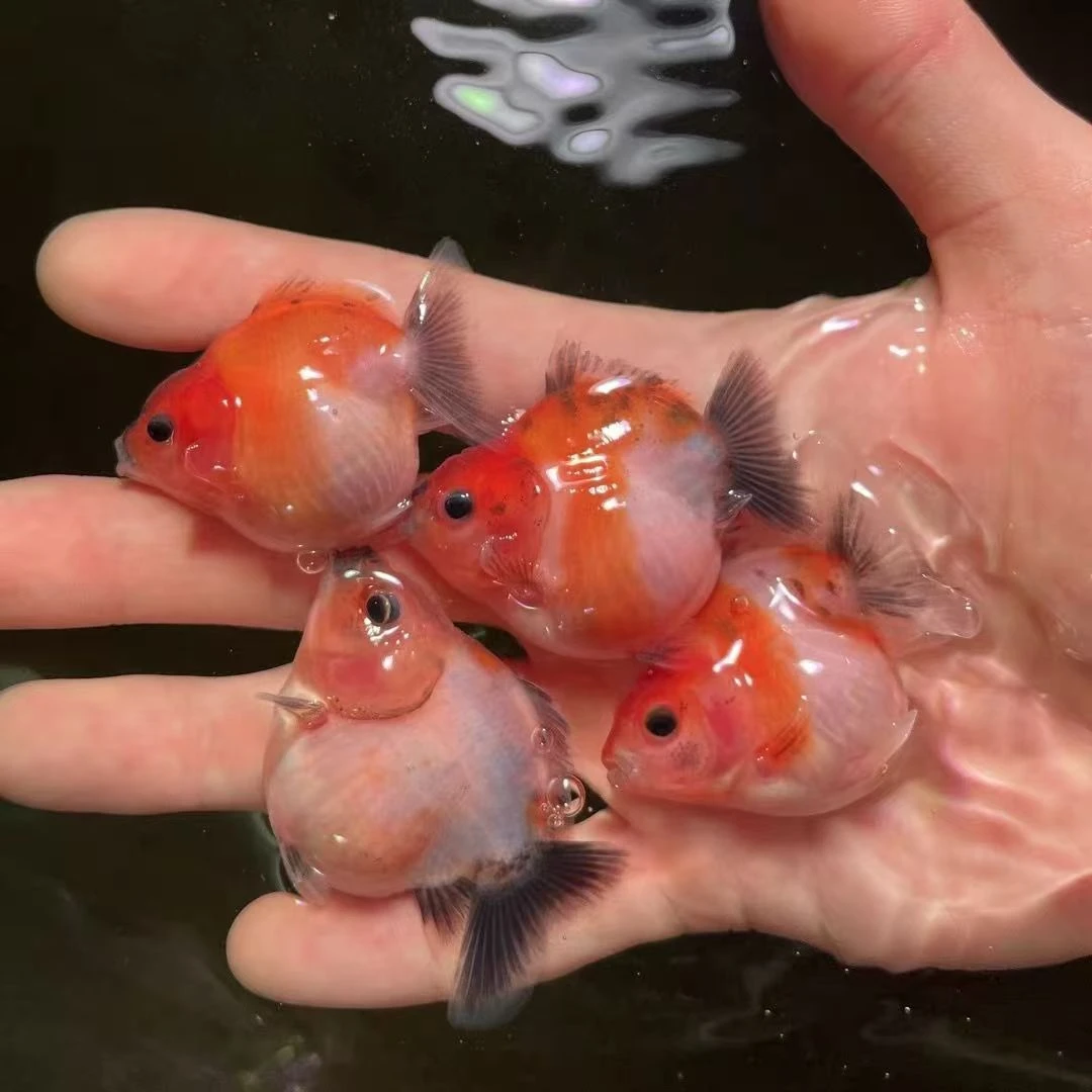 优选将军泰狮金鱼留养鱼苗包邮包损