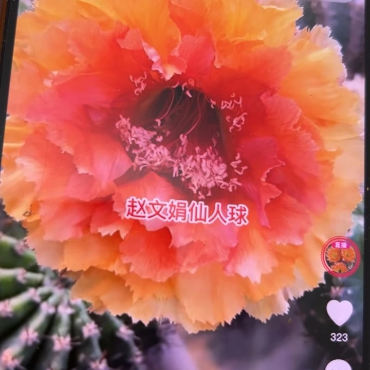 仙人球带根彩草琉璃盏根