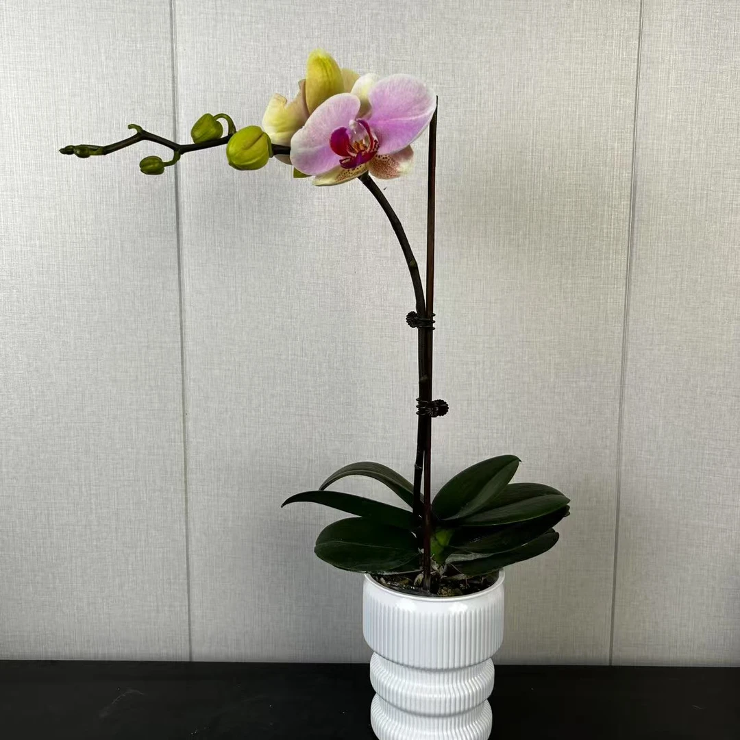 【花之漫】（蒙娜丽莎）3.0寸杯单剑蝴蝶兰盆栽