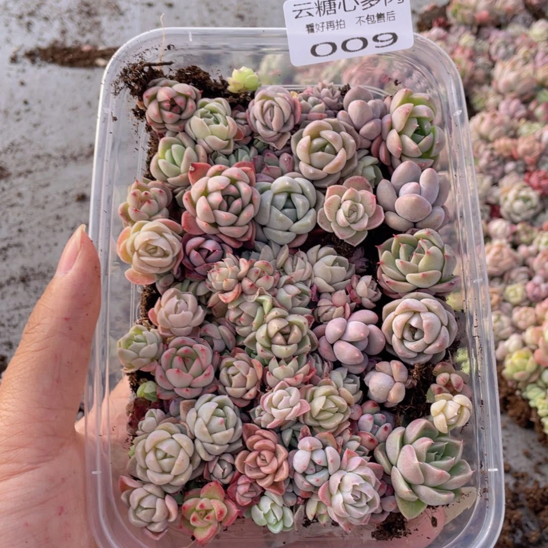 云糖心多肉植物009