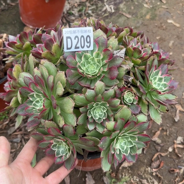 莲花……多肉植物……