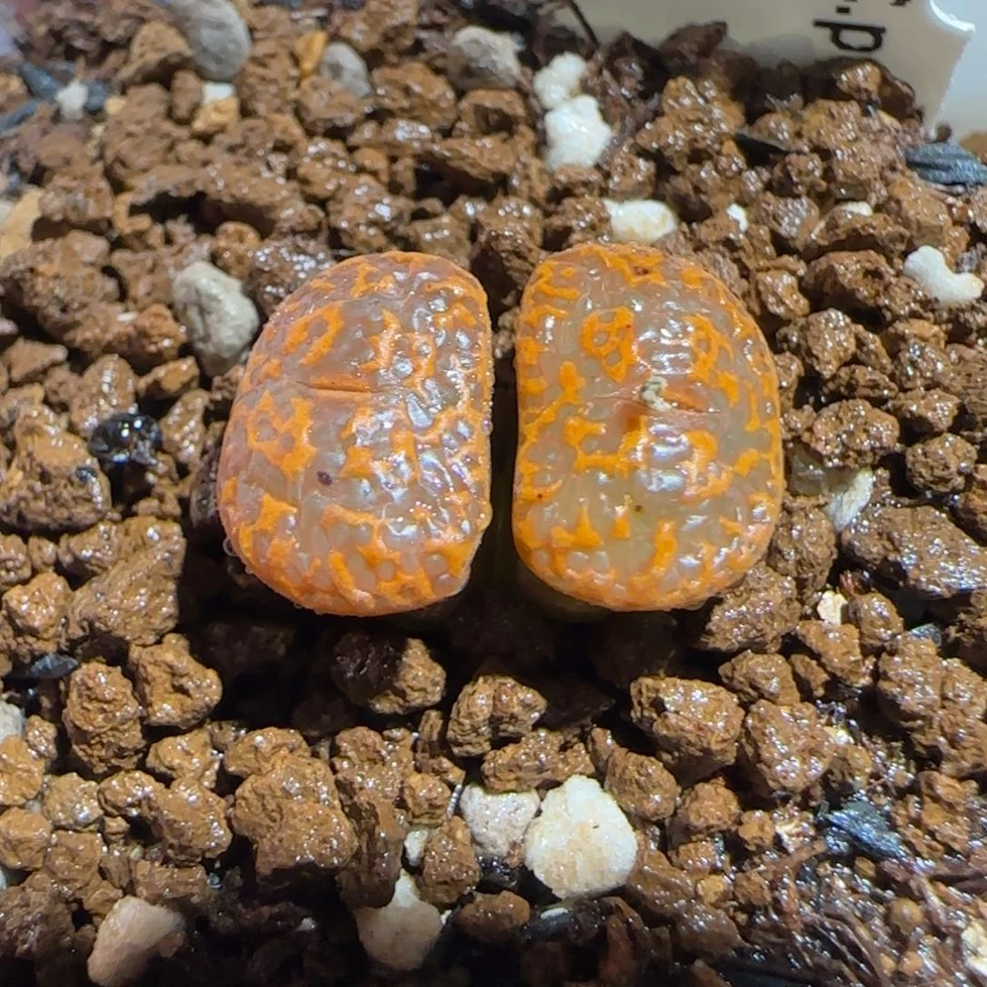 肉锥多肉植物组合-K勋440