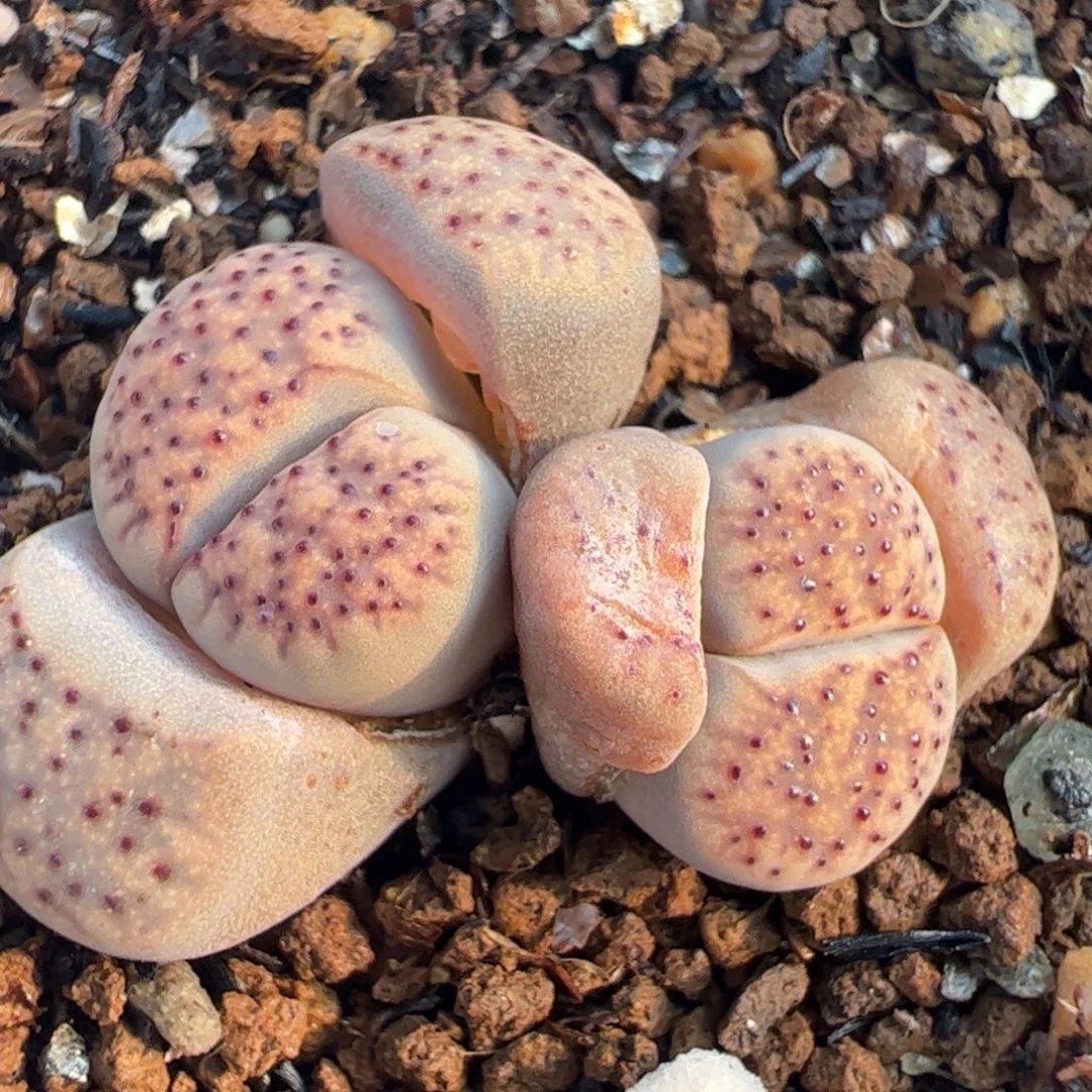 多肉植物百科血点1
