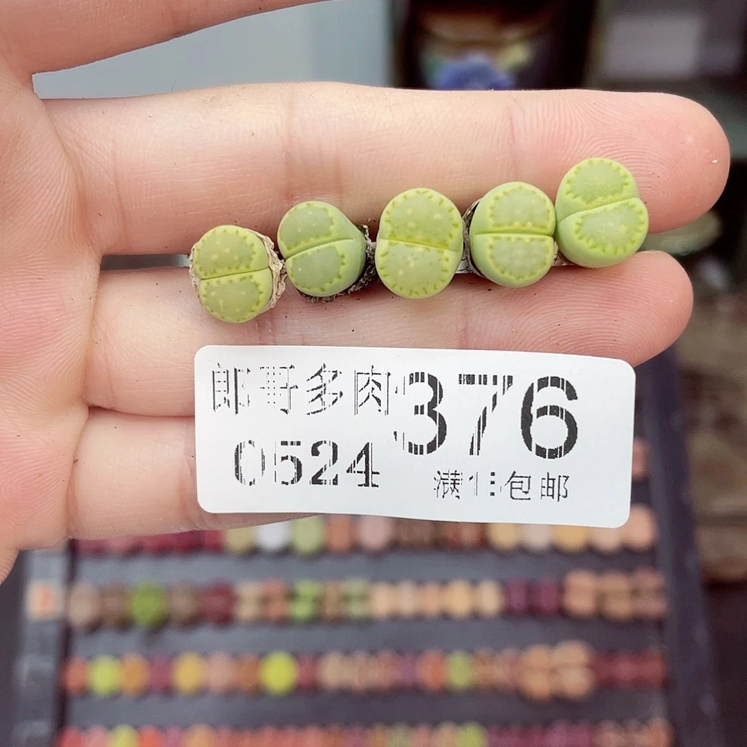 海**想满18包邮0524-376