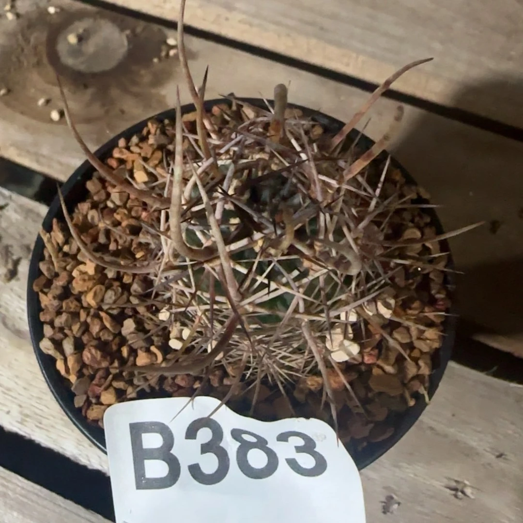 进***毛幻虾 实生仙人球383