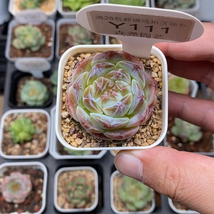 0111 糖心单头 4cm