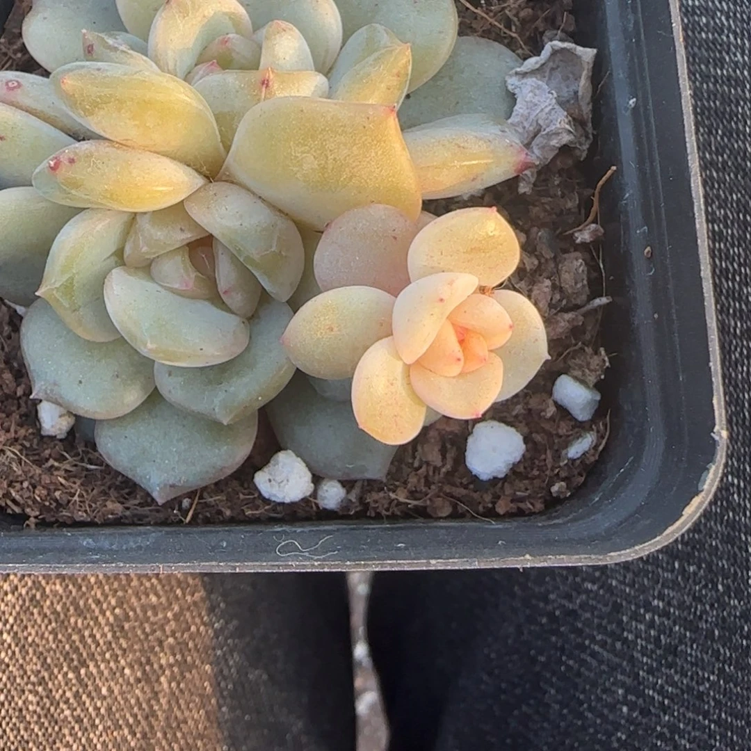 小卡拉米糖心一物一拍