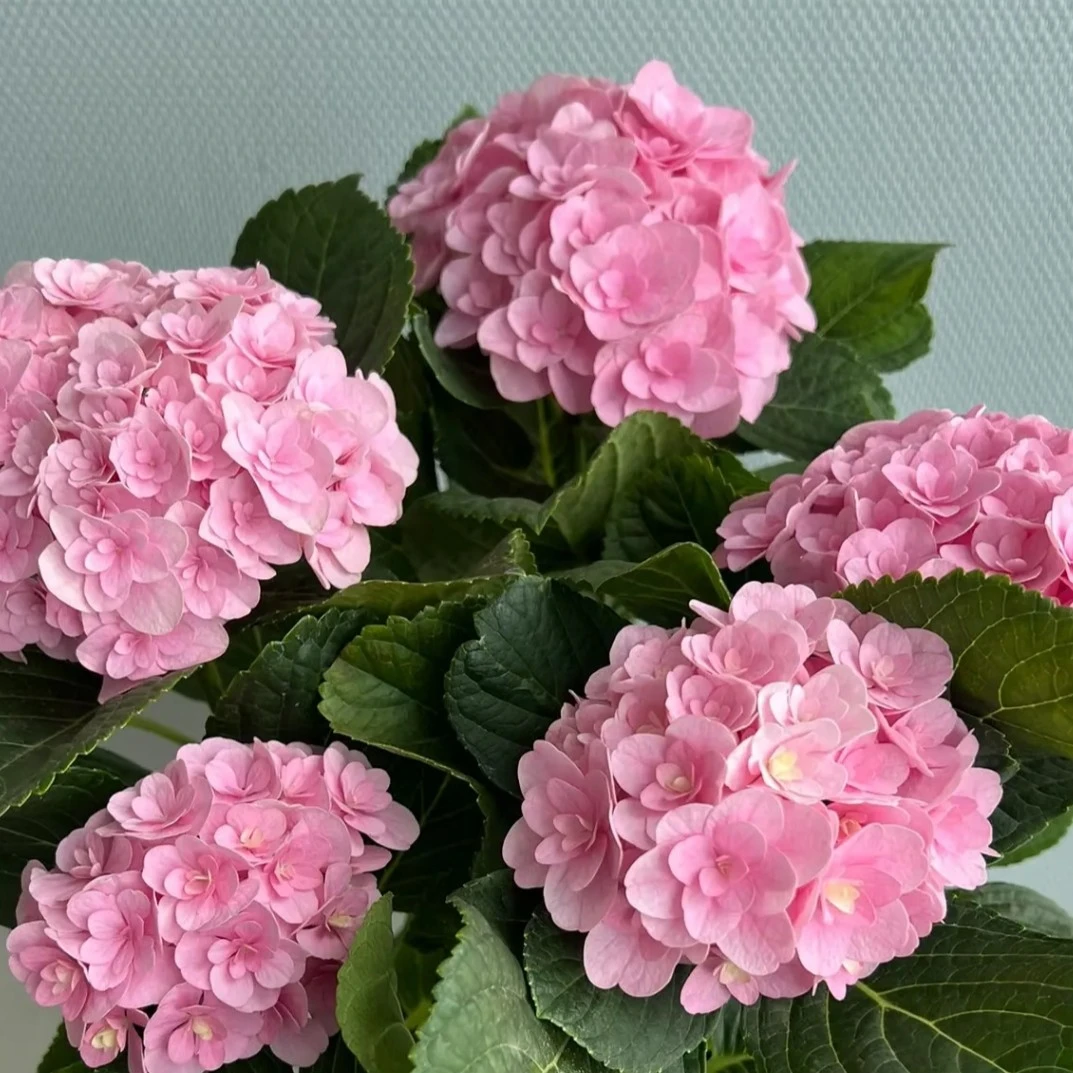 粉色佛罗伦蒂娅大花绣球