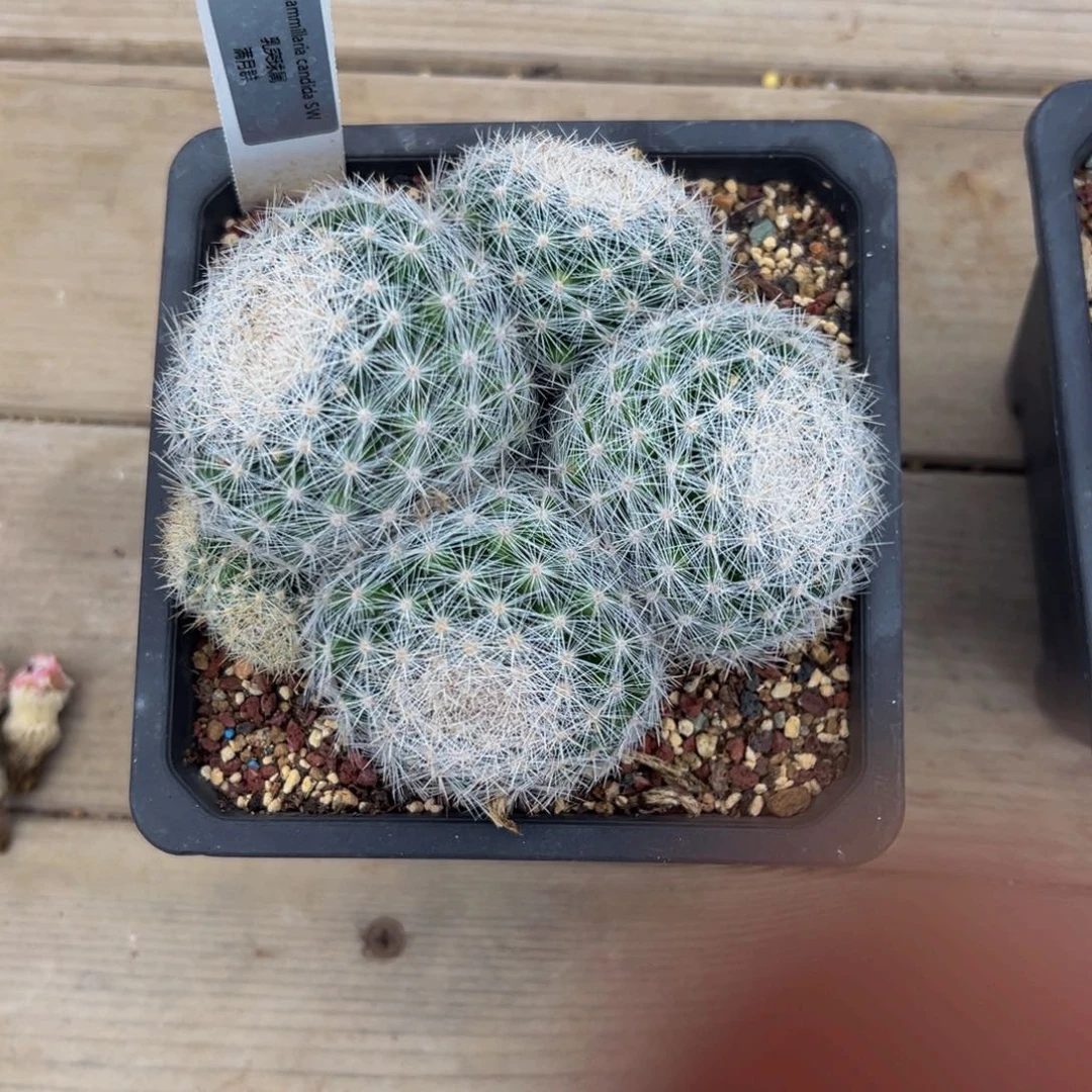 挽**步实生根满月群多肉植物