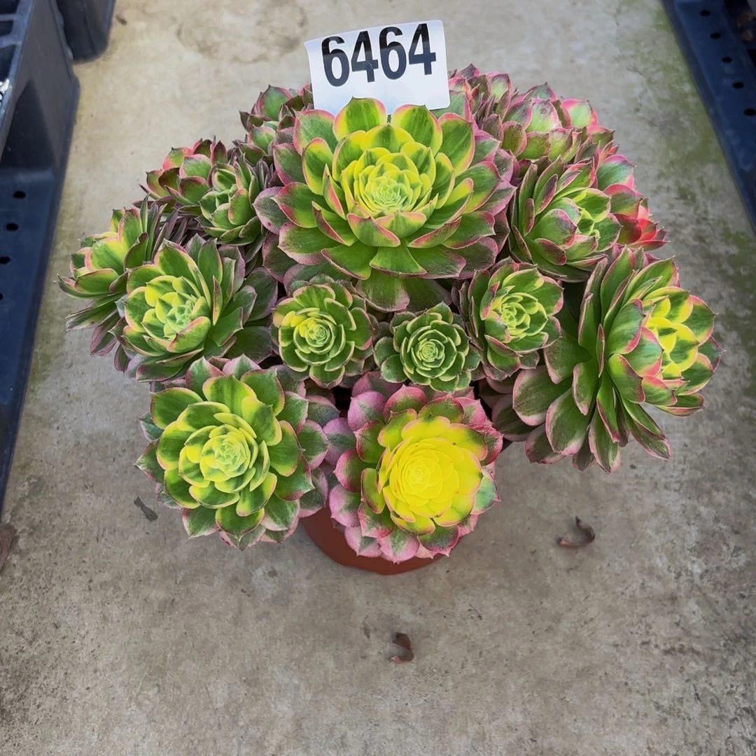 无花朵6464海鲜11111111