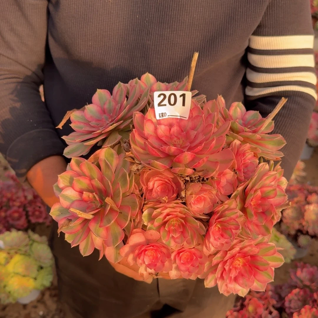 201倾城多肉植物