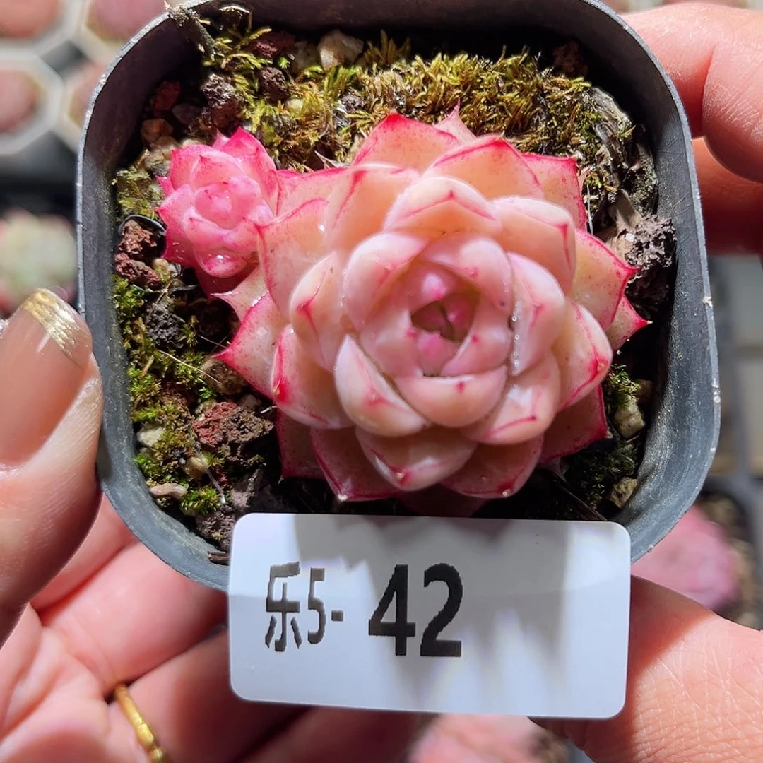 乐5-42 女王不包整