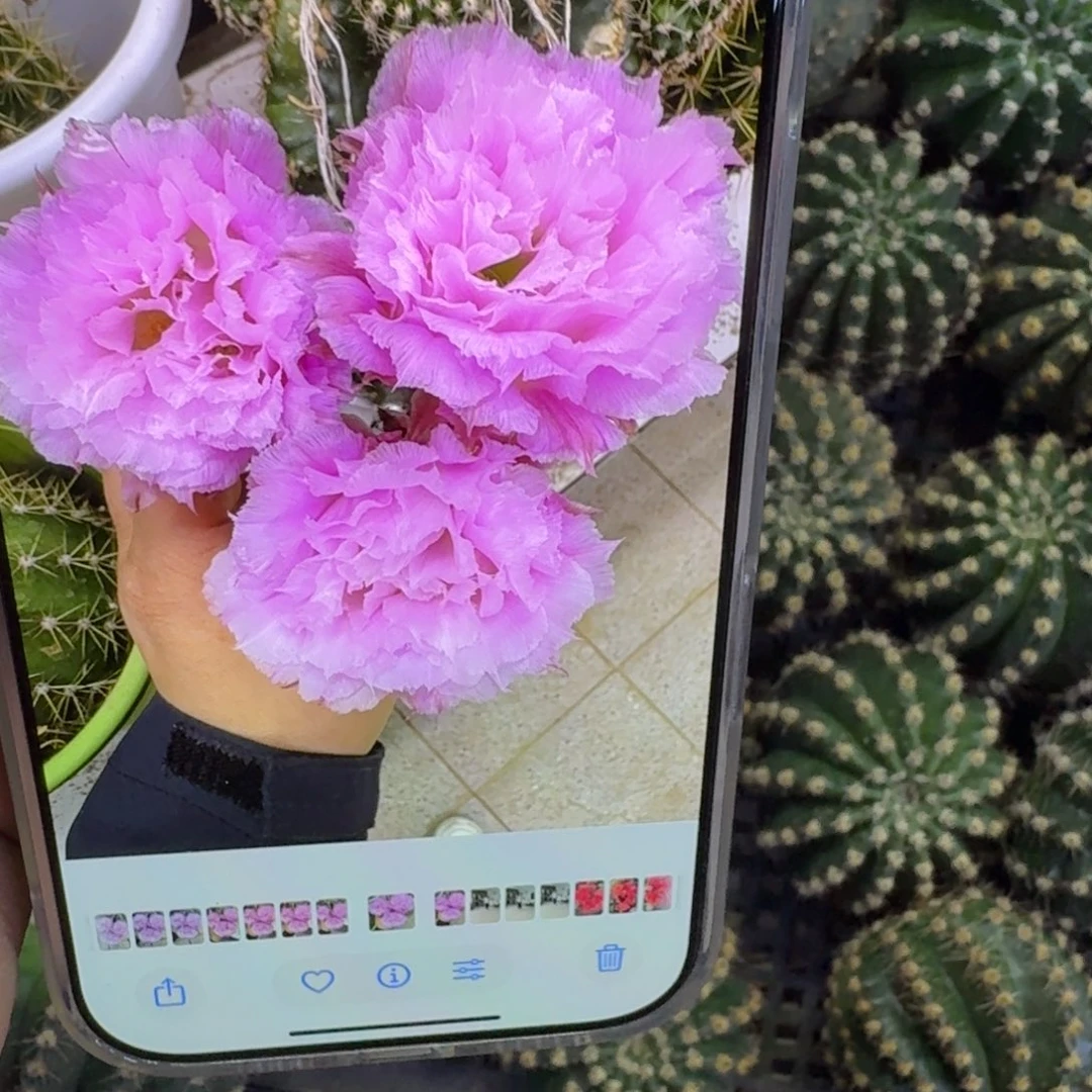 265彩草新粉洛歪无根侧牙4公分左右,20包邮
