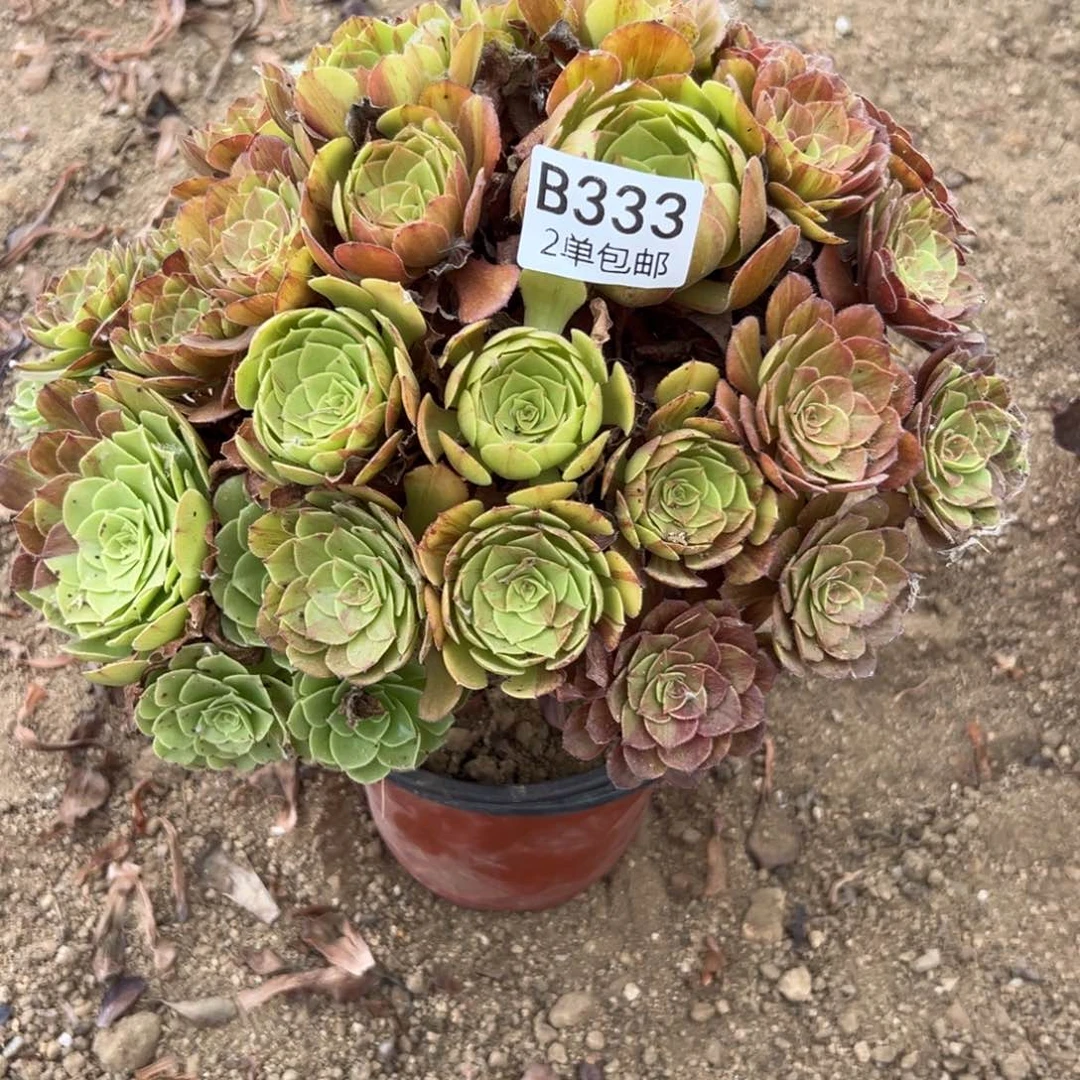 333多肉  花月夜