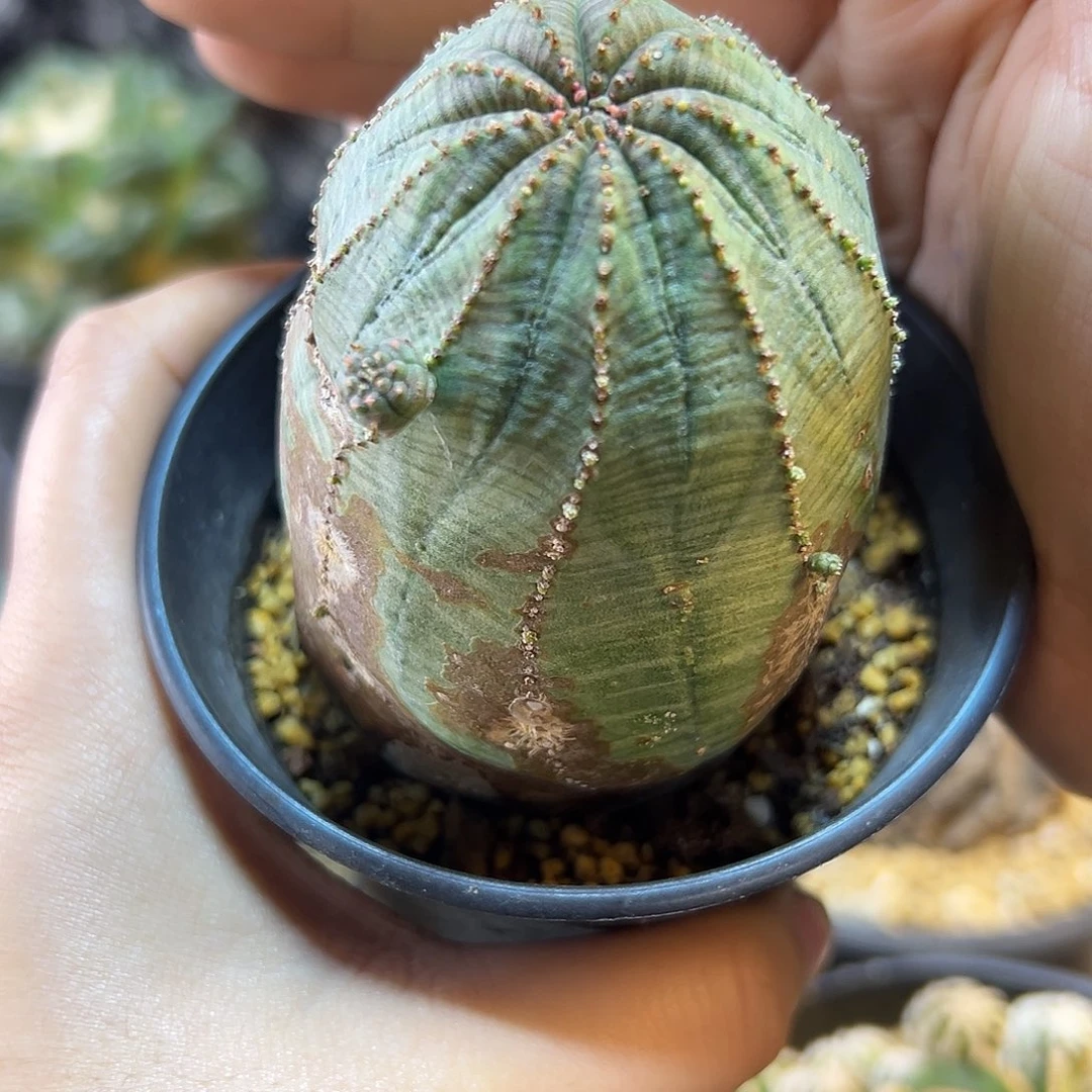 晚36号自根欧布带锈6公分