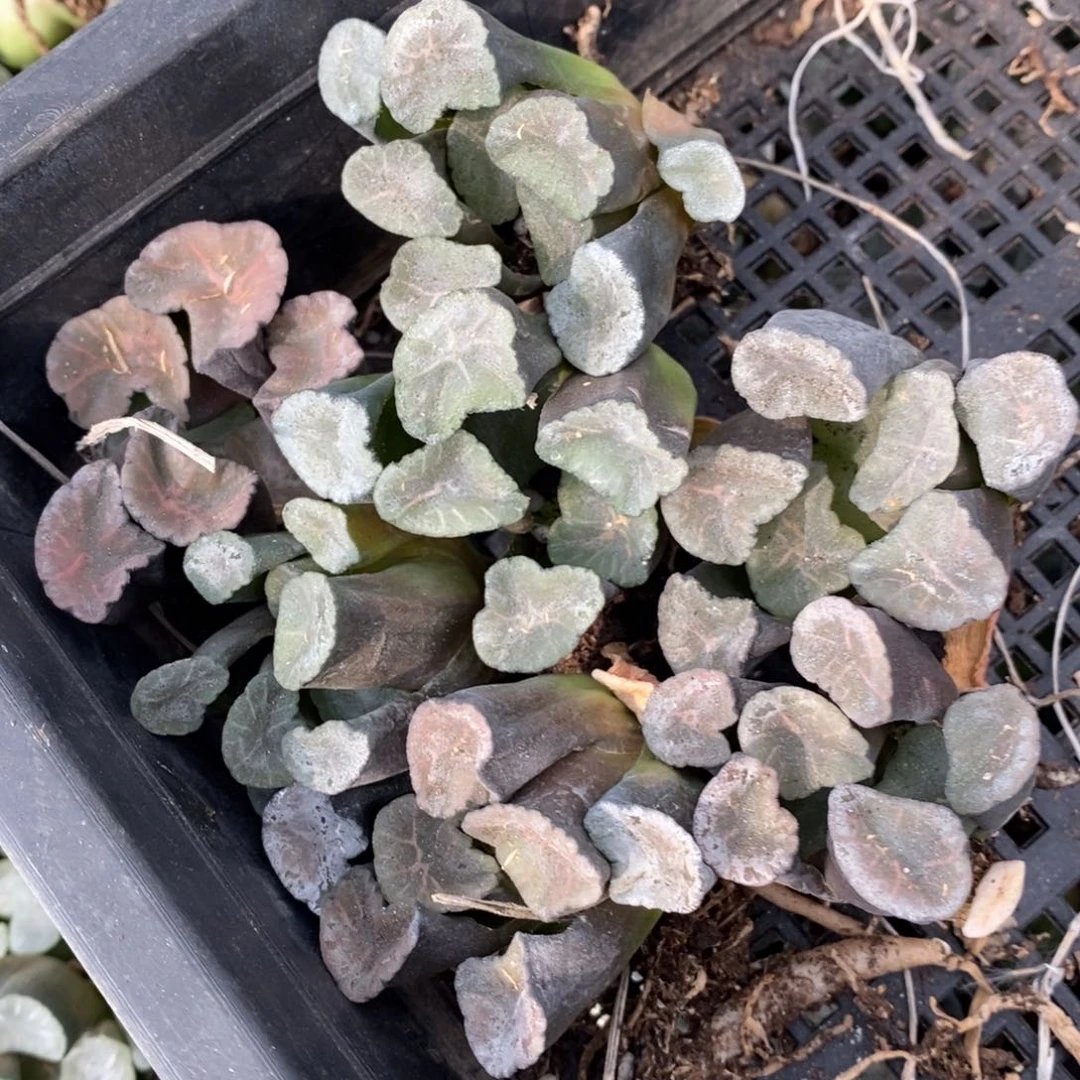 2728 一颗实生大窗万象 巨无霸 超级福利